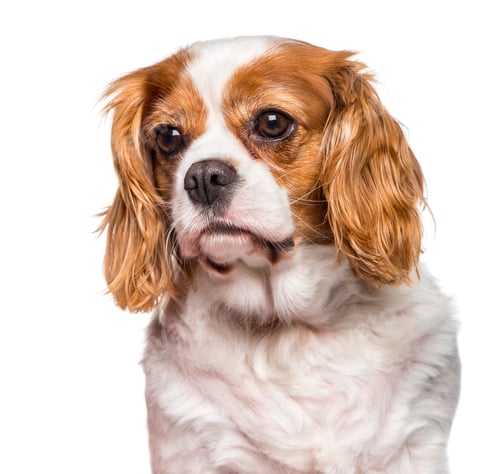 Preview: Close-up of Cavalier King Charles Spaniel on white