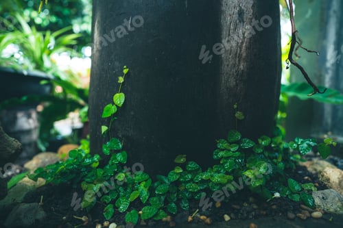 Preview: tropical green leaf plant for nature background, foliage growth botanic garden with small tree