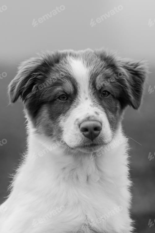 Preview: Cute puppy in a park