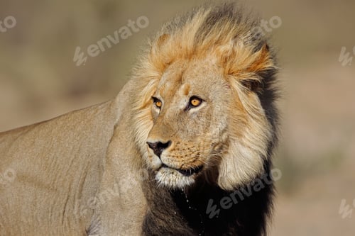 Preview: Portrait of a big male African lion (Panthera leo), Kalahari desert, South Africa