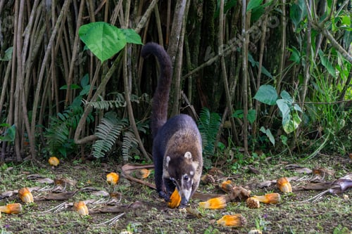 Preview: Coati eats fruits in La Fortuna, Costa Rica