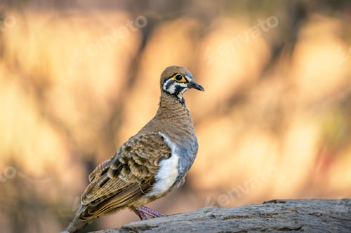 Preview: Small Squatter Pigeon bird perched atop a rocky surface