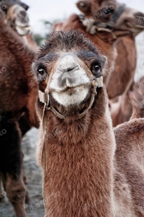 Preview: Close up funny camel face. Scenery with domestic animals