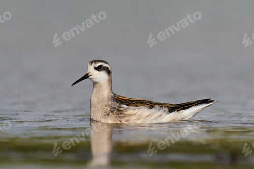 Preview: Red-necked phalarope (Phalaropus lobatus)