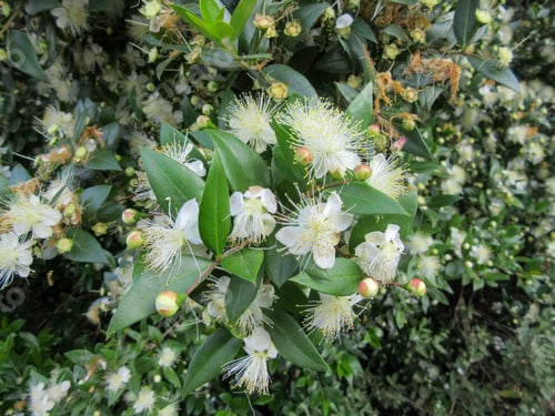 Preview: Closeup shot of a blooming Myrtle bush