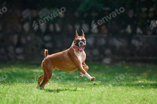 Preview: Boxer dog running and jumping on green grass summer lawn outdoor park walking with adult pet
