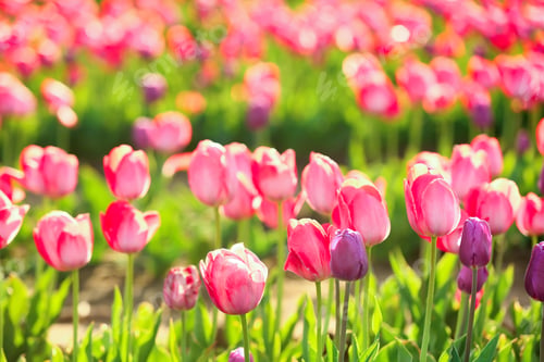 Preview: Picturesque view of field with blossoming tulips on sunny spring day