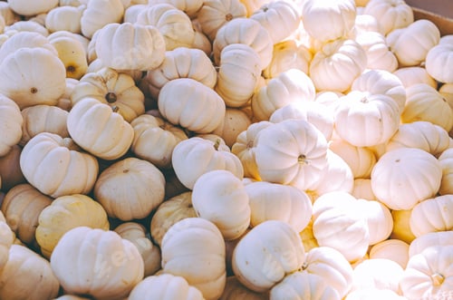 Preview: A large display of white pumpkins for autumn or Halloween