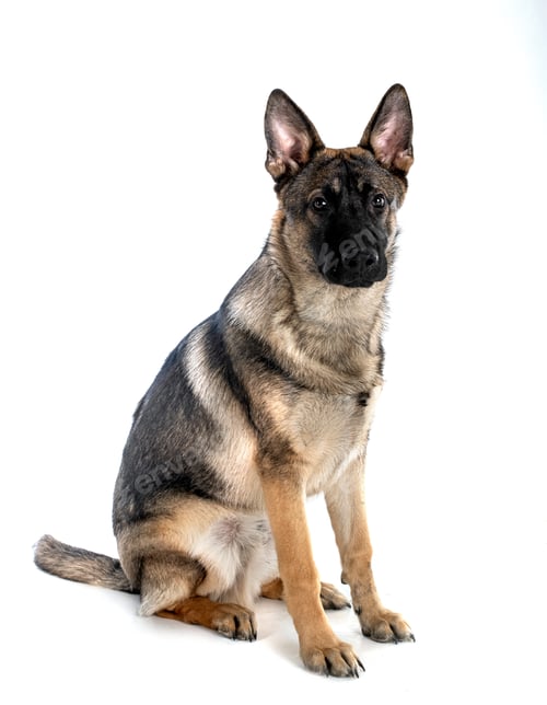 Preview: young german shepherd