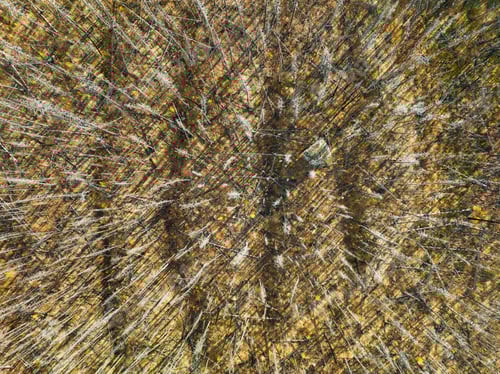 Preview: Drone view of a dead forest. Landscape from the air on an autumn forest.