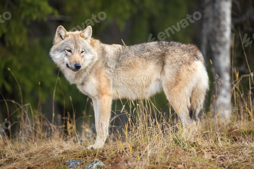 Preview: Young grey wolf standing in the forest