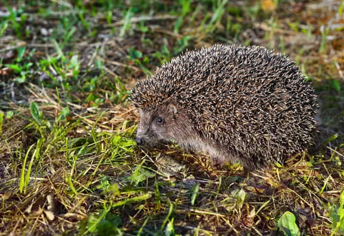 Preview: European Hedgehog Foraging in Green Grass in Sunlight