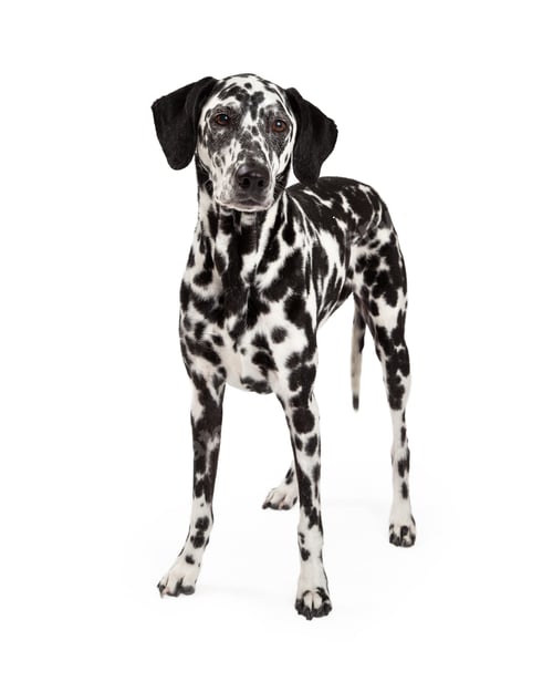 Preview: Beautiful Dalmatian Dog Standing