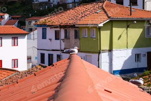 Preview: A bird is perched on the roof of a building in Cudillero, a typical Asturian coastal town in Spain