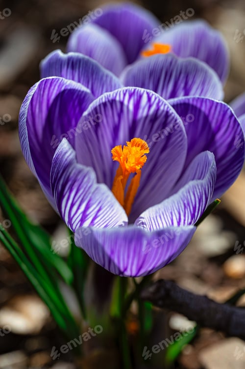 Preview: Close-up of a vibrant purple Saffron flower