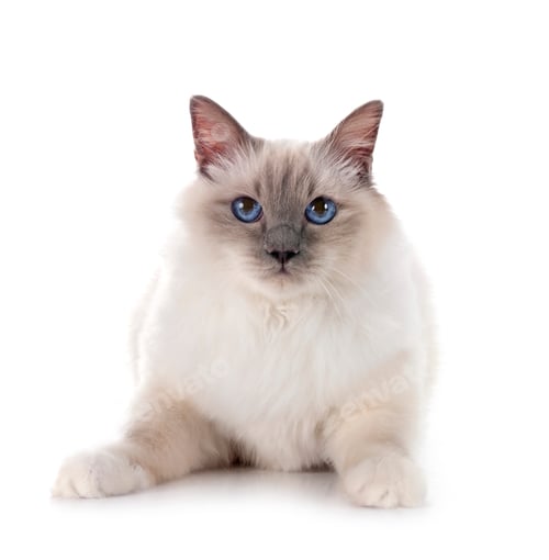 Preview: birman cat in studio