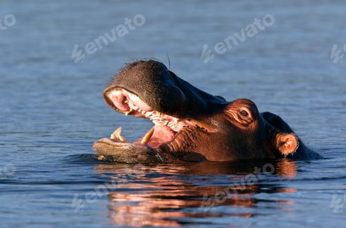 Preview: Hippopotamus - Botswana