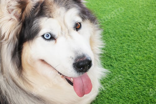 Preview: Beautiful Alaskan malamute dog on artificial grass, closeup