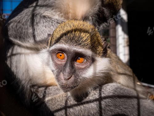 Preview: a monkey looking at its reflection behind a cage on a sunny day