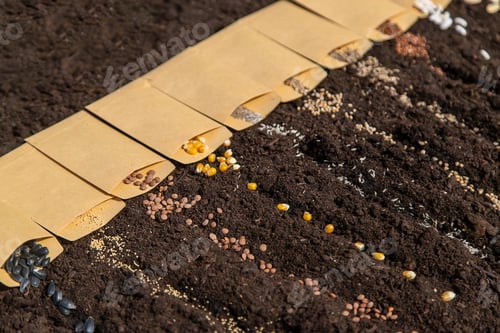 Preview: Sow different seeds in the garden. Selective focus.