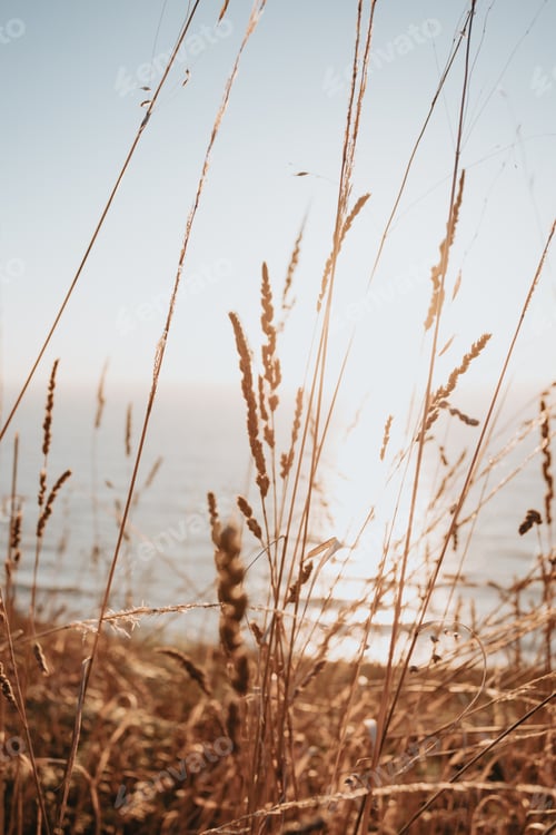 Preview: Out of focus sunset wallpaper with leaf golden. Summer time concept.