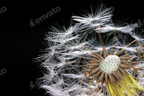 Preview: Dandelion