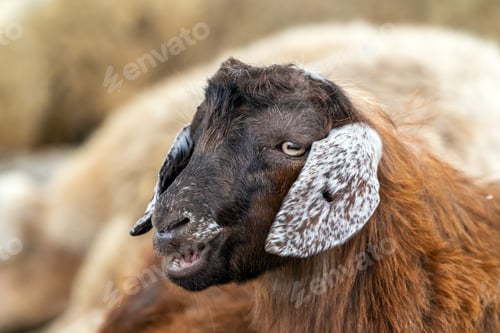 Preview: Portrait of a cute young sheep