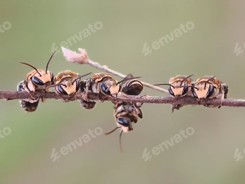 Preview: Little bee