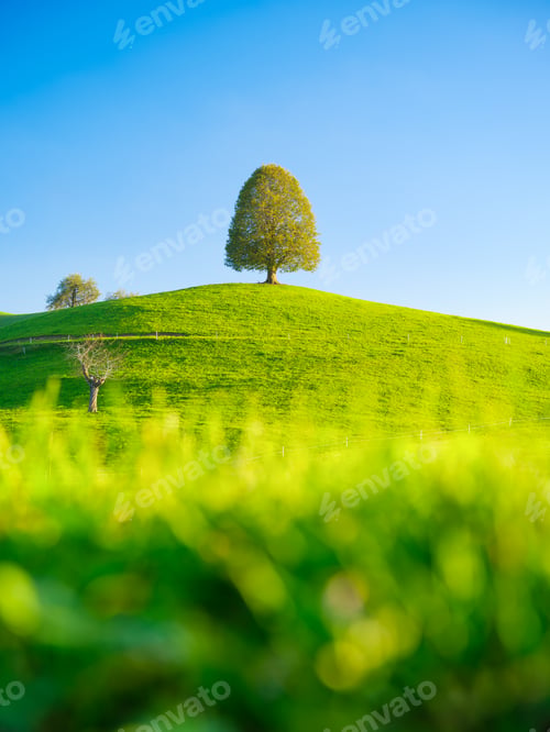 Preview: Field and meadow. Summer natural landscape. Tree on top of the hill. Landscape before sunset.