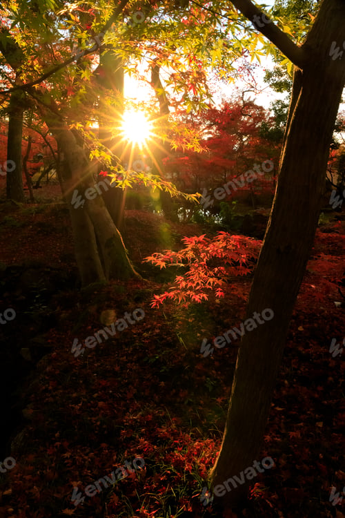 Preview: Silhouette of red maple autumn leaves with lens flare