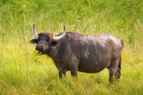 Preview: Buffalo on pasture