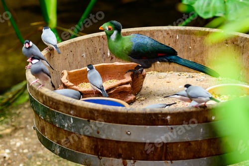 Vorschau: Weißwangiger Turaco-Vogel in der Mitte, mit kleinen Reisvögeln drum herum in Limburg, Niederlande