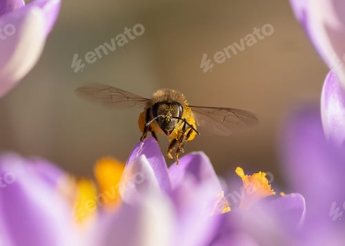 Preview: Macro shot of a honey bee collecting nectar from flowers.