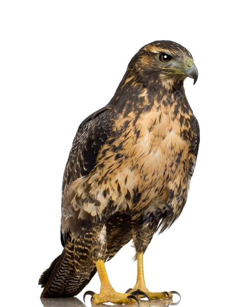Preview: Young Black-chested Buzzard-eagle () - Geranoaetus melanoleucus