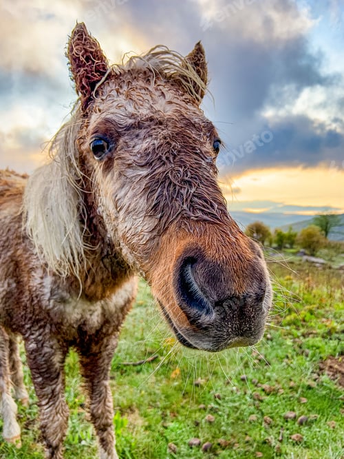 Preview: Wild ponies at Grayson Highlands