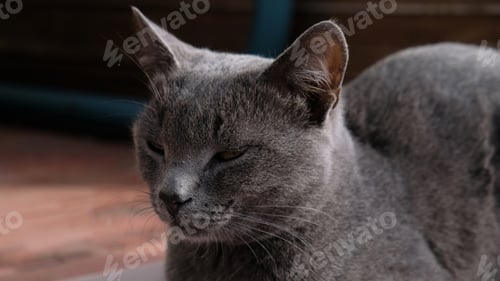 Preview: /Nominated/ Close-up portrait of gray cat with yellow eyes.