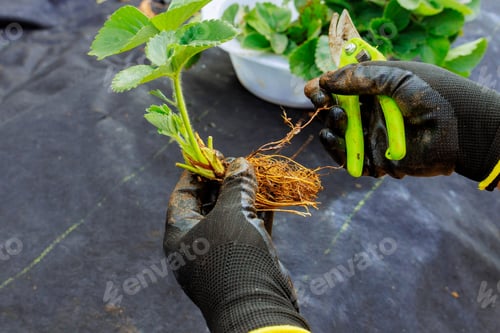 Preview: Gardener in gloves cuts off excess roots of a strawberry bush with scissors prepares it for before