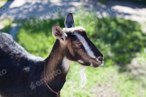 Preview: Portrait of a goat in the village.