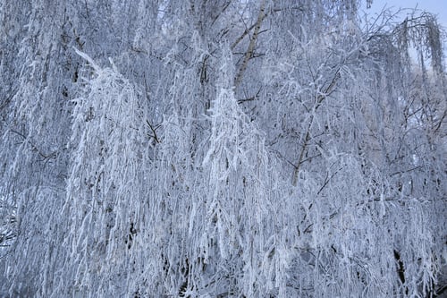 Preview: Beautiful branches of birch trees covered with snow and hoarfrost