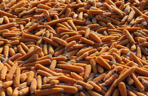 Preview: Dried corns for the winter. Corn background.