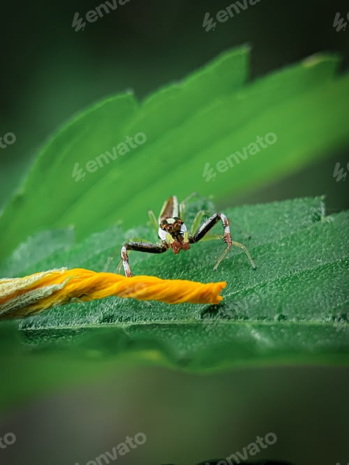 Preview: The two-striped jumper, or Telamonia dimidiata, is a jumping spider