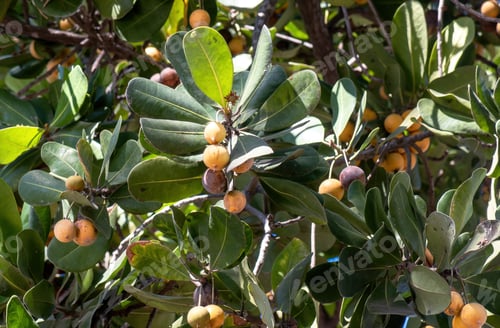 Preview: The fruit of the mimusops plant in mexico