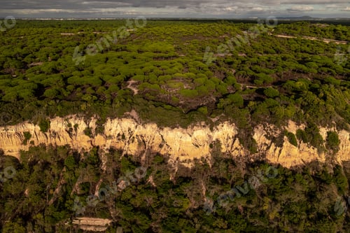 Preview: Green forest on rocky coast