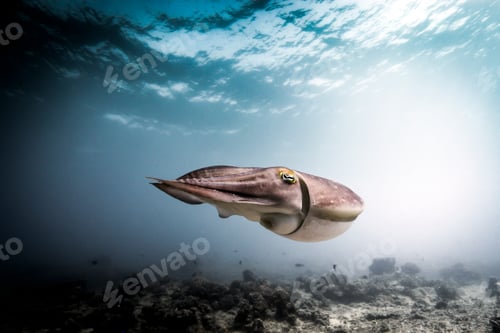 Preview: Squid gracefully swimming in the serene underwater world