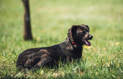 Preview: Black dog sitting on field