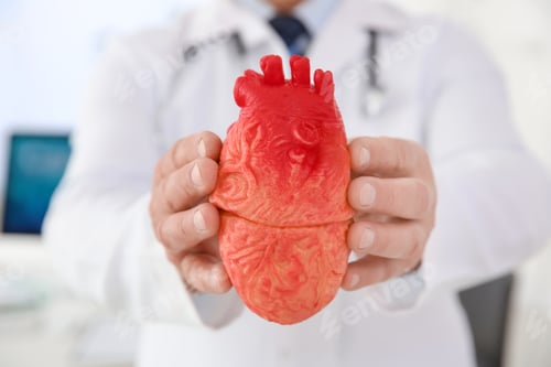 Preview: Male doctor holding heart model in clinic, closeup. Cardiology center