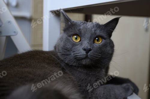 Preview: cat black smoky color with bright yellow eyes resting lying on a chair