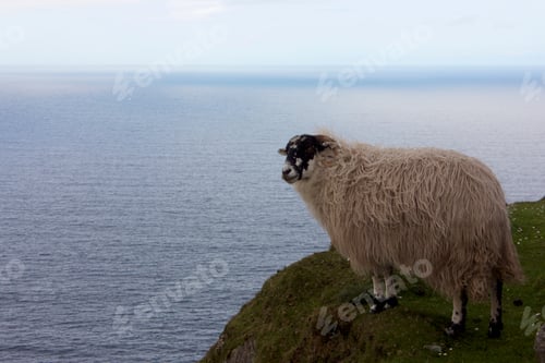 Preview: Sheep overlooking ocean