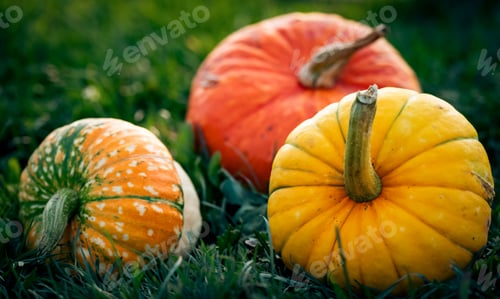 Preview: autumn decorative pumpkins. Thanksgiving or Halloween holiday harvest concept.