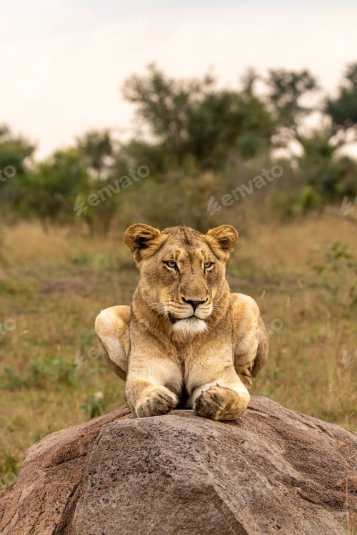 Preview: Lion, Panthera leo, lioness lying on a bolder.